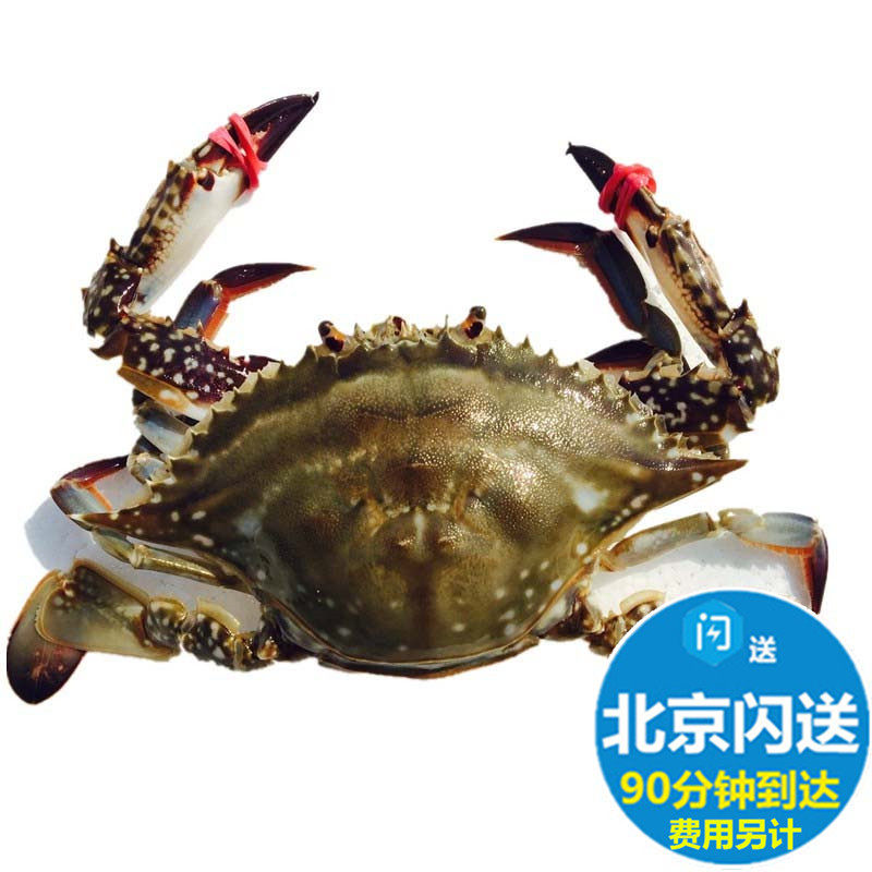 鲜活海蟹梭子蟹母螃蟹 大连飞蟹 满黄新鲜海鲜北京满额闪送按只卖