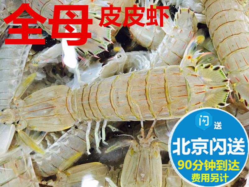 全母带黄鲜活皮皮虾 富贵虾爬爬虾虾姑虾爬子新鲜海鲜水产品现货