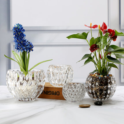 现代简约水培植物铜钱草 圆形玻璃花瓶水养绿萝客厅插花花盆摆件