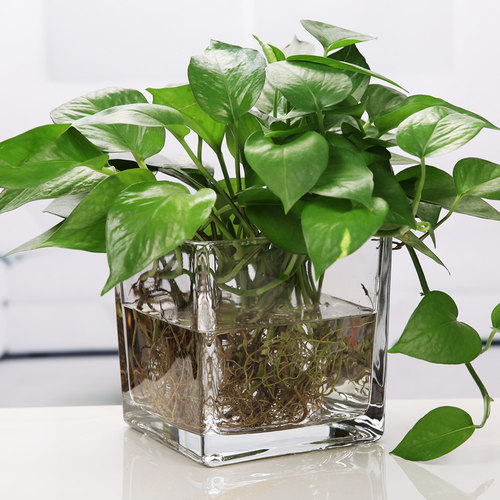 水培花盆玻璃瓶创意方缸玻璃花瓶透明绿萝铜钱草水养植物器皿容器 - 封面