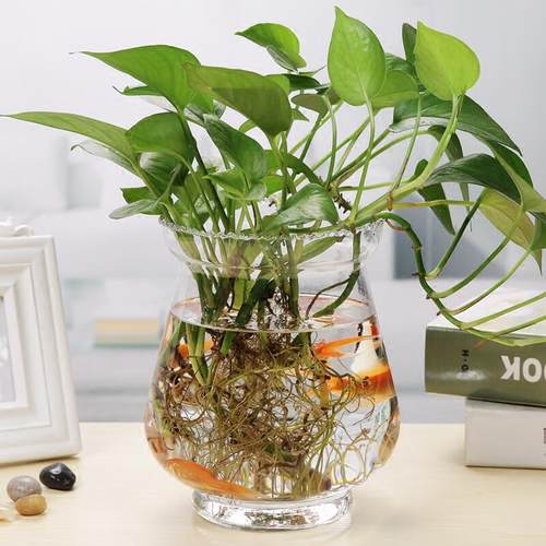 玻璃水培绿萝简约风创意透明插花