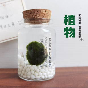 水藻球生态瓶mossball桌面植物微景观情绪稳定水培养diy趣味礼物
