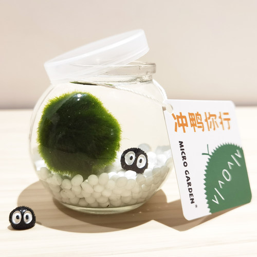 MICROGARDEN绿藻球生态瓶微景观