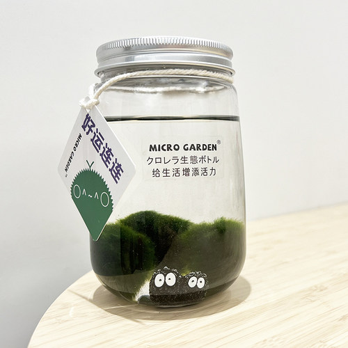 生态瓶mossball绿球藻淡水观赏