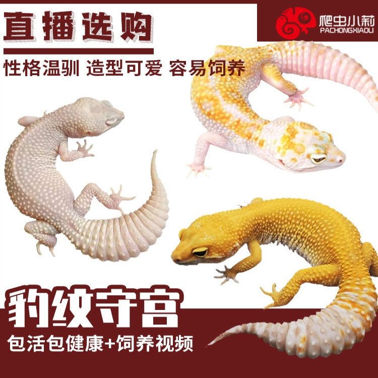 宠物爬虫豹纹守宫肥尾蜥蜴家养爬宠异宠温顺可爱易好养另类宠物