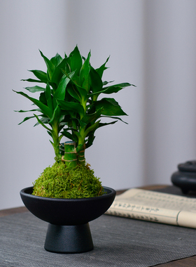 净化空气小盆栽苔藓球客厅办公室绿植室内水培植物茶几盆景耐阴