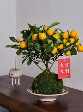 金桔苔藓盆栽橘子树室内桌面摆件含盆易养护绿植装饰年宵花卉好养