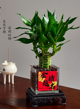 水培四支文昌竹盆栽室内桌面绿植含盆办公学习装饰植物好养活送礼