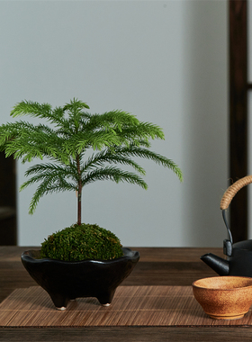 南洋杉苔藓球苔玉客厅室内办公室微景观日本净化空气好养活送礼品