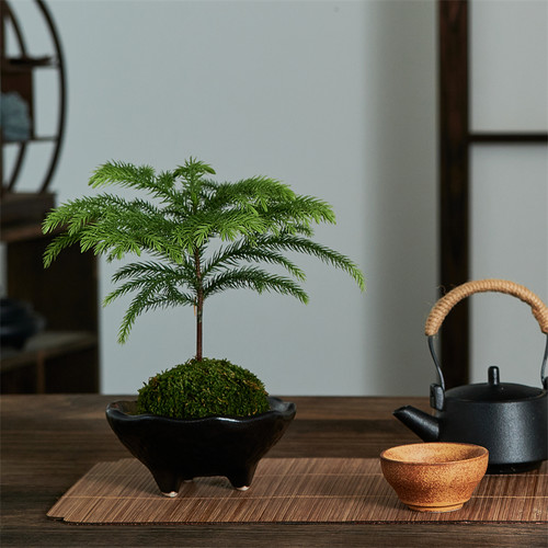 南洋杉苔藓室内茶几清新空气送礼