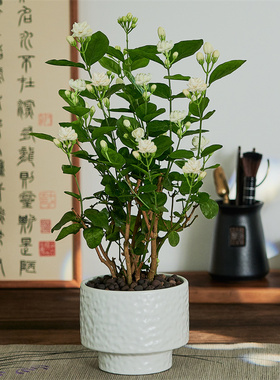 茉莉花盆栽植物浓香室内花卉办公室桌面阳台好养四季常青开花绿植