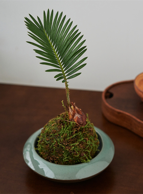 苏铁苔藓球苔玉植物室内办公室茶室桌面盆栽懒人水培绿植净化空气