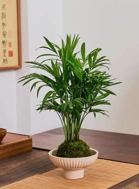 苔藓球袖珍椰子绿植水培植物桌面趣味盆景绿植摆件四季常青好养活