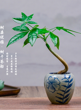 发财树迷你盆栽四季常青室内办公室桌面盆景国风微型创意绿植花卉