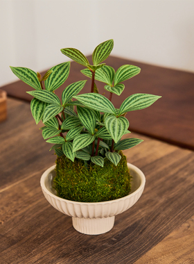 轮叶豆瓣绿苔藓微型景观室内桌面绿植创意盆栽盆景懒人好养植物
