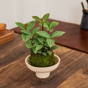 轮叶豆瓣绿苔藓微型景观室内桌面绿植创意盆栽盆景懒人好养植物