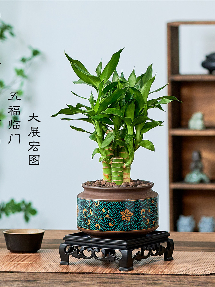 五支富贵竹室内植物节节高绿植带根好养步步高文昌竹客厅盆栽耐旱