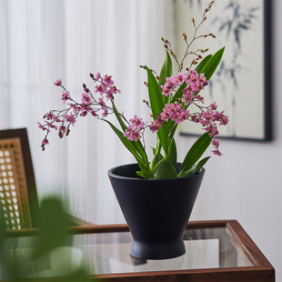 文心兰盆栽带花苞花苗梦香兰室内开花卉植物绿植年宵花送礼带香味