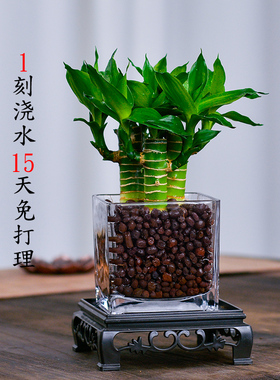 富贵竹水培植物水养文昌竹粗杆发财带根步步高升转运竹子花卉盆栽