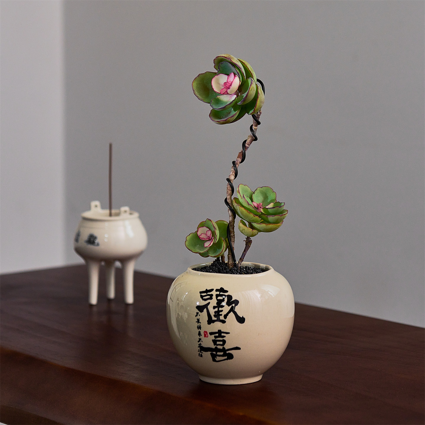 锦绣牡丹多肉植物盆栽老桩办公室绿植花卉阳台室内好养中式盆景,鲜花速递/花卉仿真/绿植园艺,多肉植物,淘宝优惠券,粉丝福利购,淘宝优惠卷