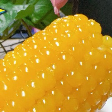 代胡蒙n有j富s黄n玉米12支（单只约12CM左右）
