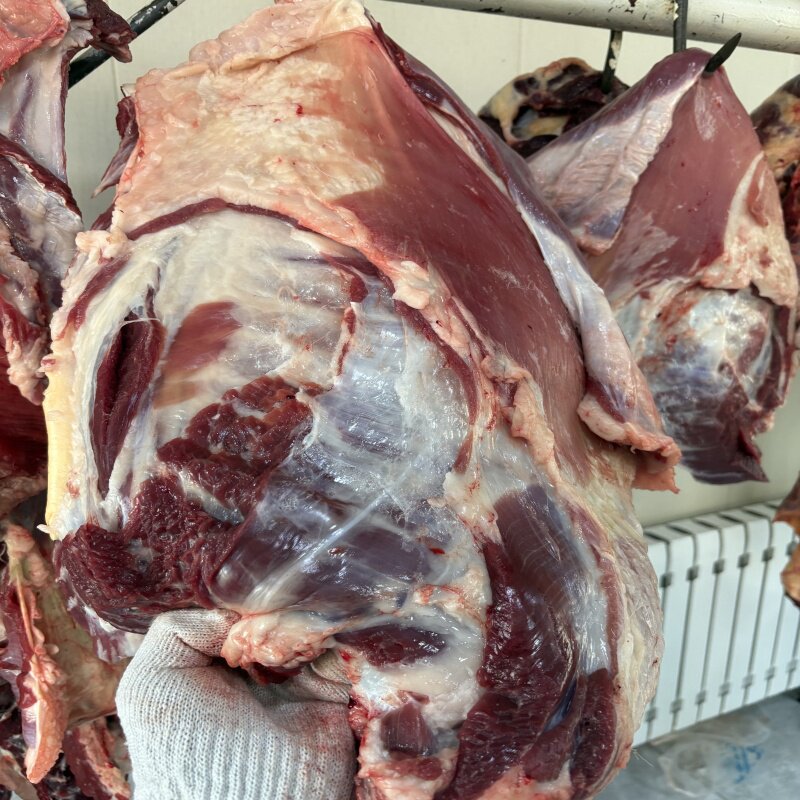 内蒙古呼伦贝尔羊、草地放养羊排，新鲜现杀羊肋排手把肉5斤