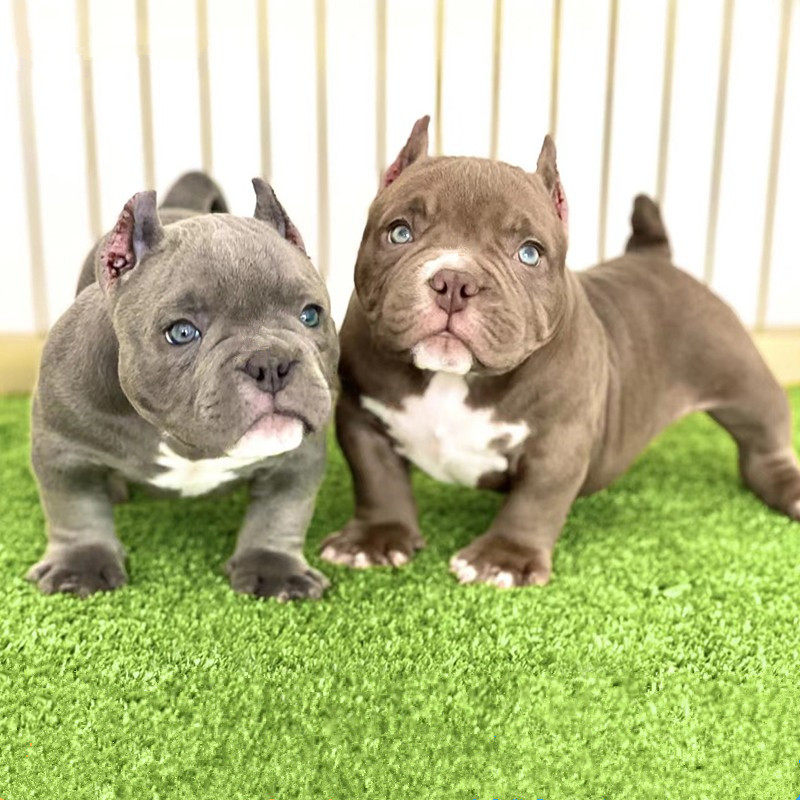 纯种恶霸幼犬美国恶霸犬肌肉宠物狗口袋体蛤蟆体双血统斗牛恶霸犬