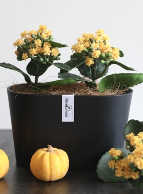 仿真长寿花盆栽绿植物假花卉客厅办公室桌面书架家居装饰品摆放件