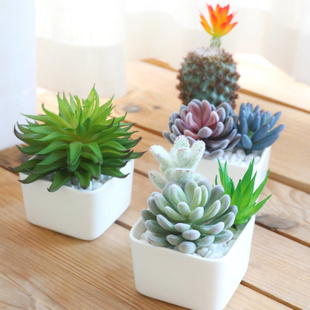 饰室内摆件 仿真多肉植物盆栽北欧家居办公室桌面仙人掌假花绿植装