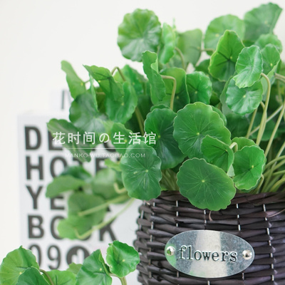 仿真植物铜钱草塑料花
