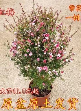 松红梅盆栽室内耐寒花卉带花苞澳洲松红梅树苗一树多色四季常青