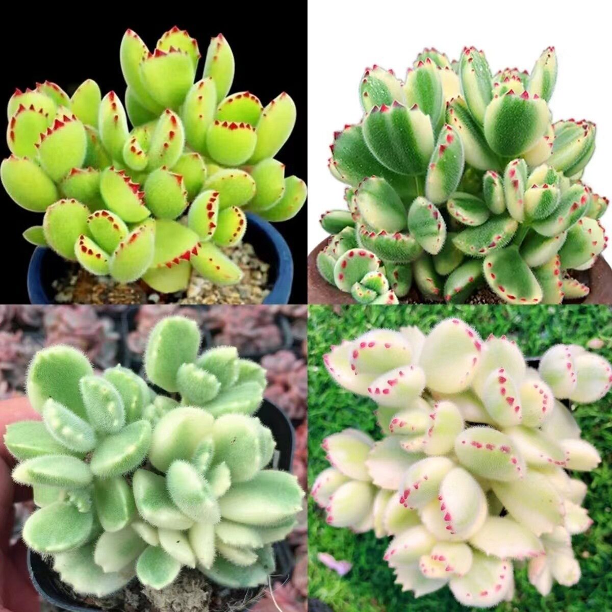 熊童子小白熊多肉植物盆栽多头老桩新品种植大盆栽肉品种好养