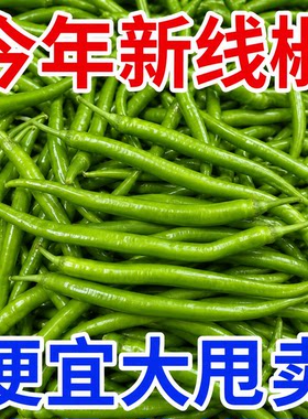 【当天现摘】新鲜线椒薄皮青椒