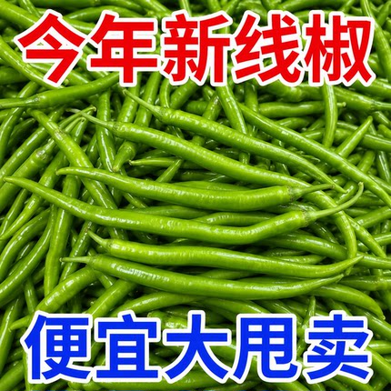 新鲜线椒薄皮中辣微辣荆条现摘辣椒青椒青线尖椒蔬菜农家自种