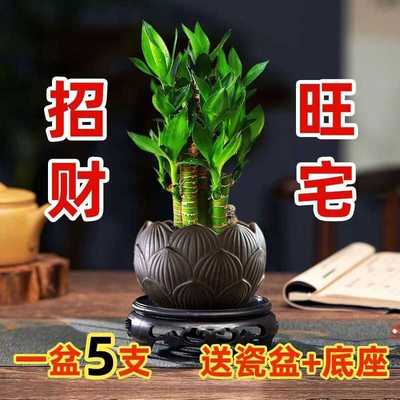 步步高升转运竹富贵竹观音竹文昌竹粗杆发财带根好养水培绿植盆栽