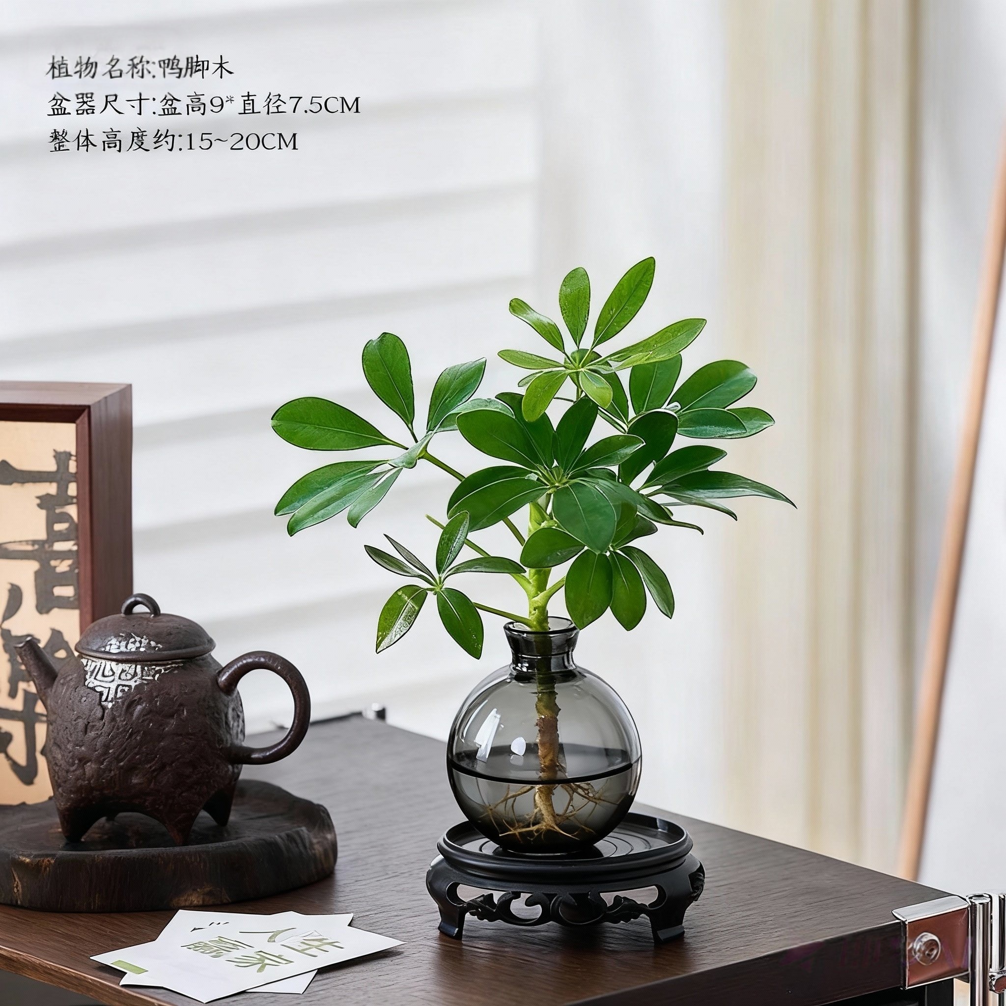 八方来财鸭脚木水培植物花卉盆栽办公室绿植七叶莲室内净化空气