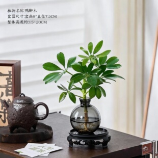 八方来财鸭脚木水培植物花卉盆栽办公室绿植七叶莲室内净化空气