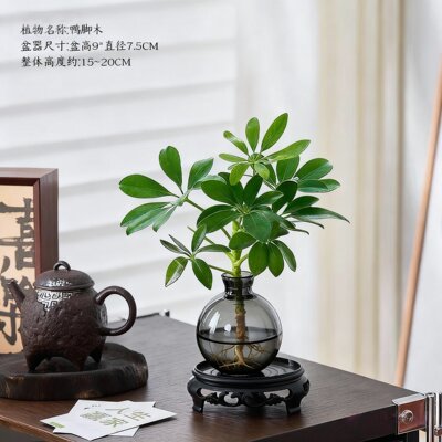 八方来财鸭脚木水培植物花卉盆栽办公室绿植七叶莲室内净化空气