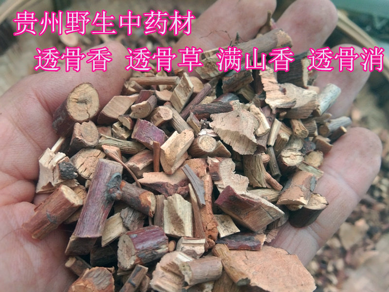 贵州野生透骨香500g 苗药透骨草满山香透骨消滇白珠小遗骨草包邮