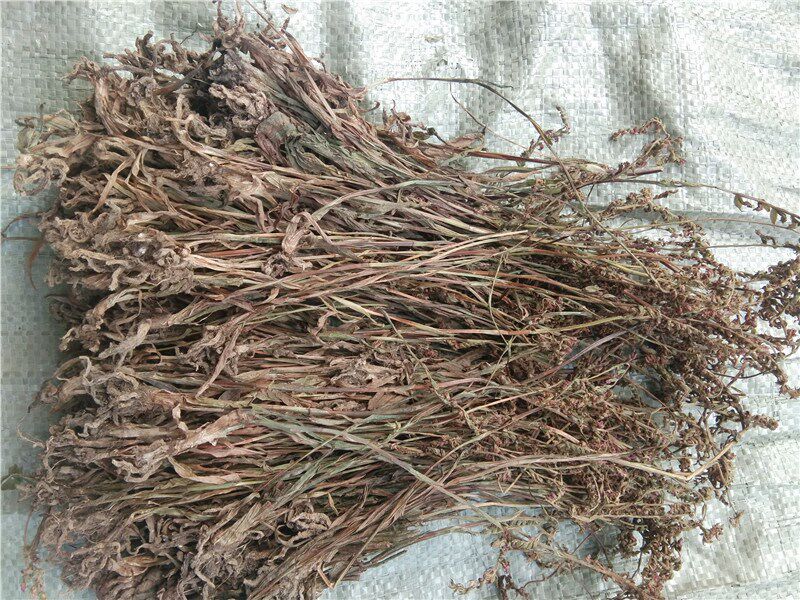 贵州草药盘龙参 中药材绶草龙抱柱猪鞭草海珠草猪辽参 散装农特产