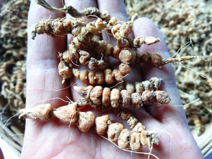 贵州苗家咕噜子药中药材 山货算盘子珍珠三七九籽连环草干货500克