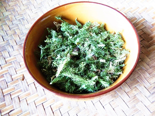 贵州伸筋草中药材 野生舒筋草狮子草狮子尾石松新晒泡酒草药500克