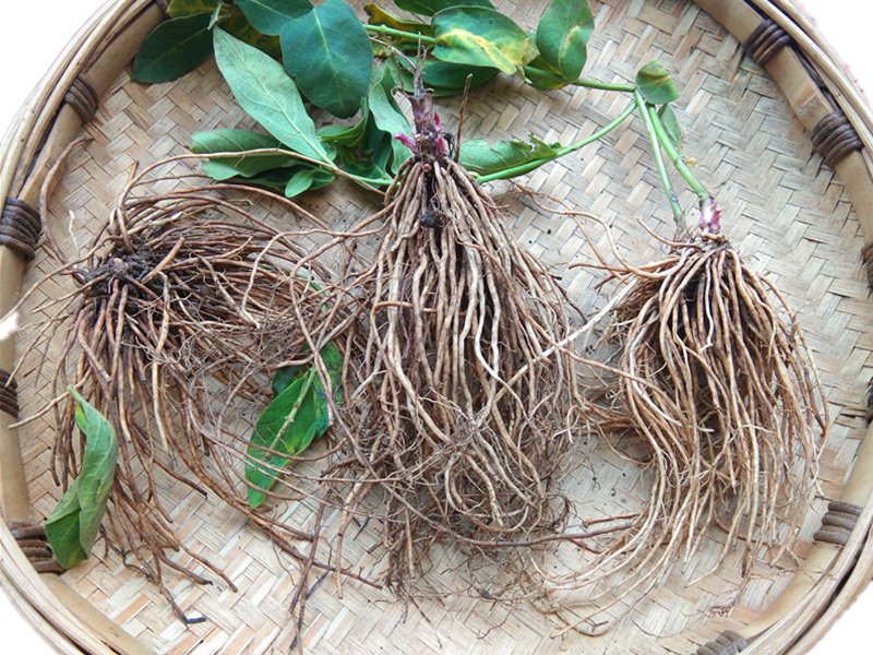 贵州新鲜白薇根 中药材婆婆针线包山烟根子百荡草白前拉瓜瓢500克