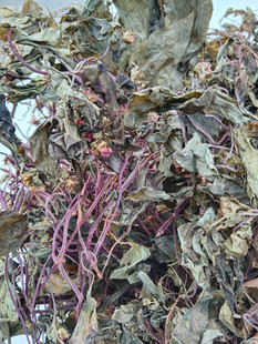 贵州风柜斗草山货酸味风谷草中药材 楮头红养肝护肝风鼓草风骨草