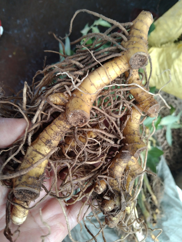 新鲜玉竹贵州中药材尾参滋补食材