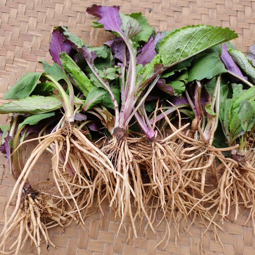 贵州新鲜野青菜三七天中药材