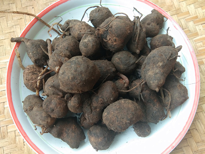 贵州新鲜万年巴 中药材霸王七苗家搜山虎山洋芋万年趴万年耙500克