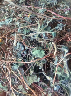 中药材野生酢浆草贵州草药酸浆草