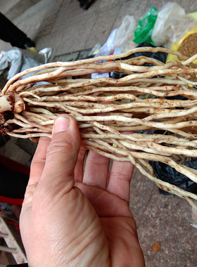 贵州新鲜百尾笋中药材 竹叶参倒竹伞万寿竹宝铎草道地中草药500克
