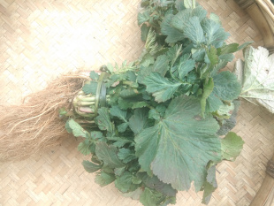 贵州新鲜兰布正中药材 蓝布正水杨梅全草路边青南布正500克兰布阵